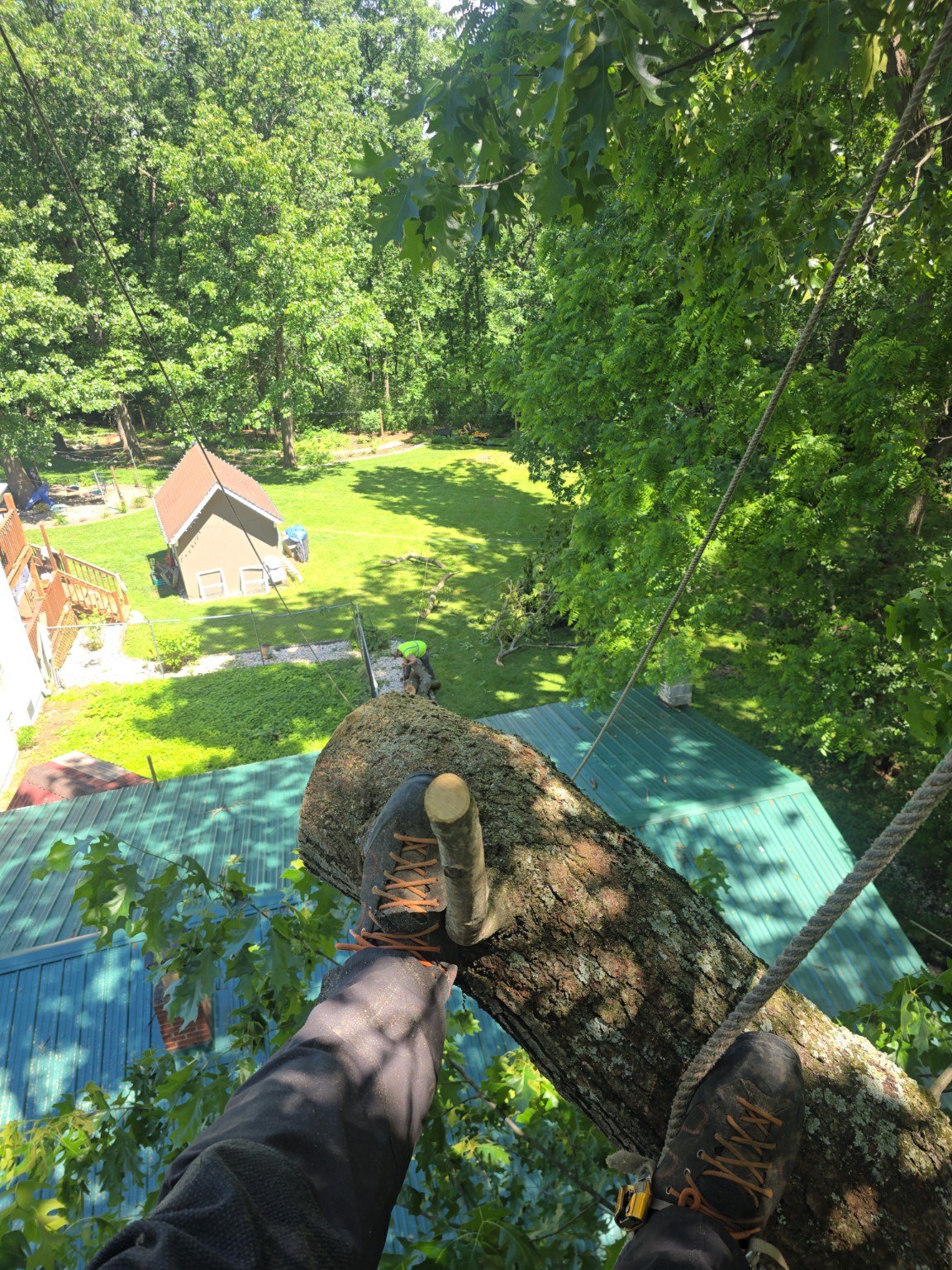 Technical tree removal